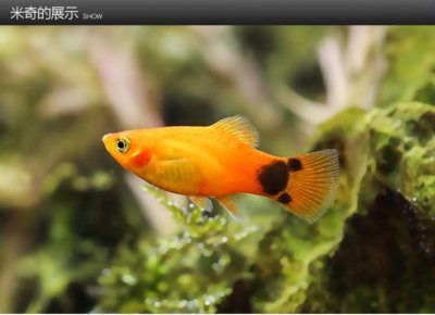​小型热带观赏鱼-月光鱼