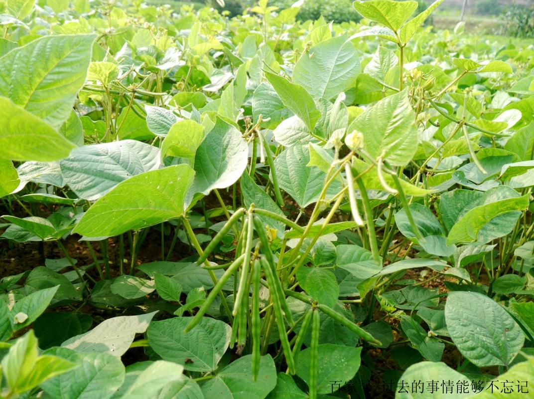 东北绿豆的种植时间方法步骤