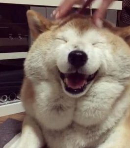 ​柴犬身材性感喜欢被人抚摸，开心时，眯眼笑萌化了众人！