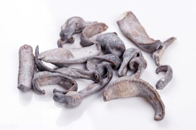 ​蚂蟥养殖，机遇还是骗局？