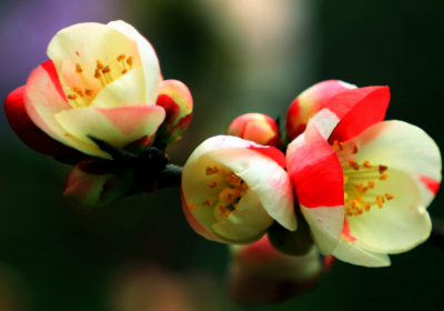 ​东洋锦与复色海棠的区别 复色海棠如何养护