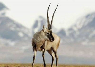 ​国家一级保护动物有哪些 名单 全球10大稀有动物