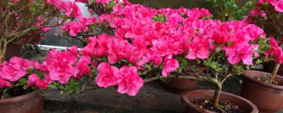 ​丹东有什么特产九九草莓儿童画 丹东出名的特产