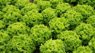 ​生菜有什么作用