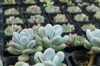 ​新手如何选购多肉植物