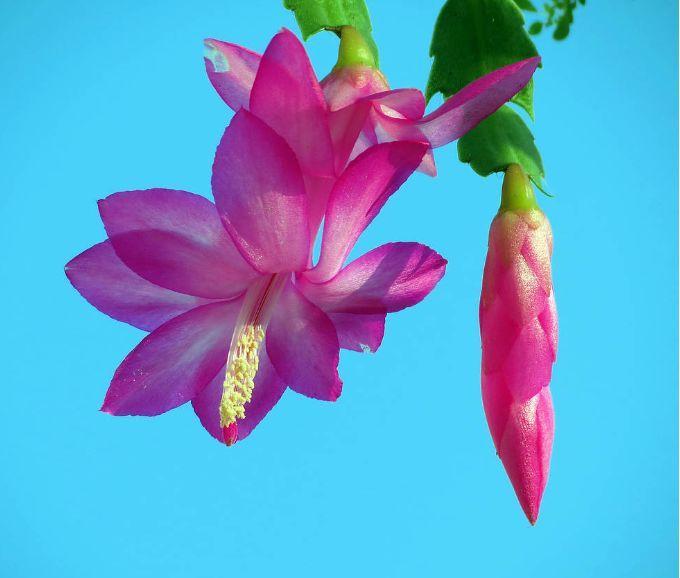 “秋季最火小花”蟹爪兰,花开爆盆,成簇开放,可以说是养花必备