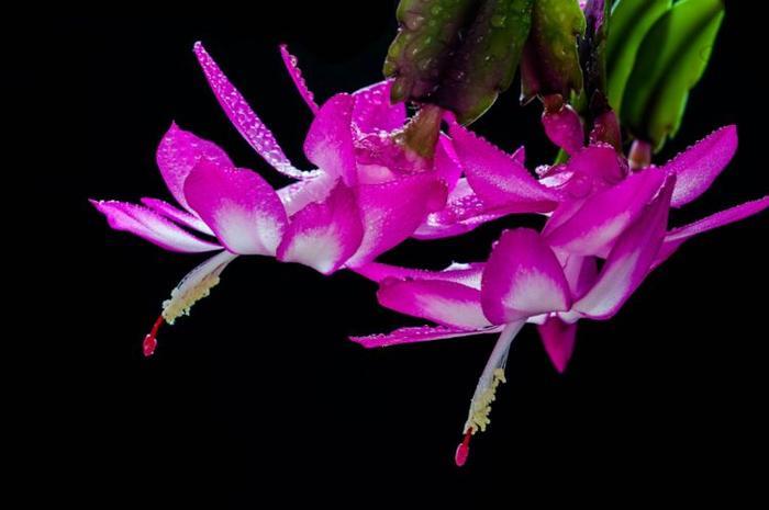 “秋季最火小花”蟹爪兰,花开爆盆,成簇开放,可以说是养花必备