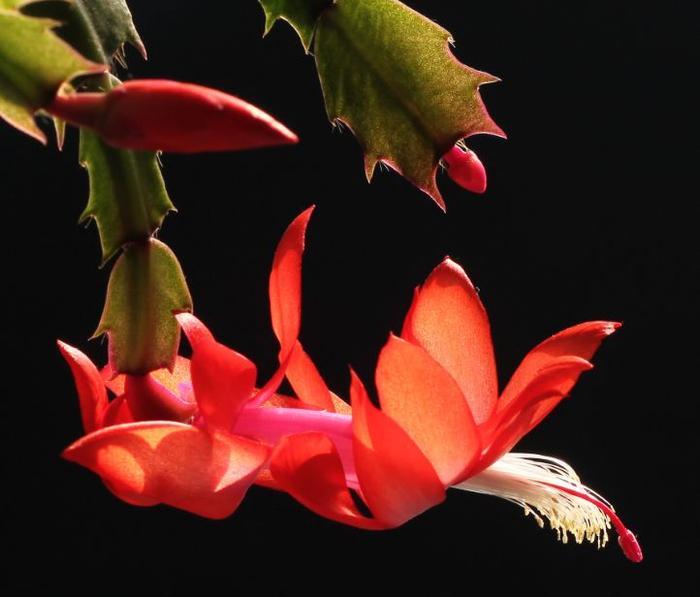 “秋季最火小花”蟹爪兰,花开爆盆,成簇开放,可以说是养花必备