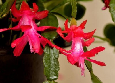 ​“秋季最火小花”蟹爪兰，花开爆盆，成簇开放，可以说是养花必备