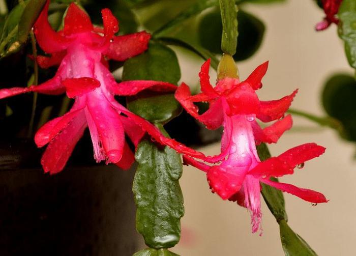 “秋季最火小花”蟹爪兰,花开爆盆,成簇开放,可以说是养花必备