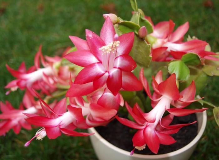 “秋季最火小花”蟹爪兰,花开爆盆,成簇开放,可以说是养花必备