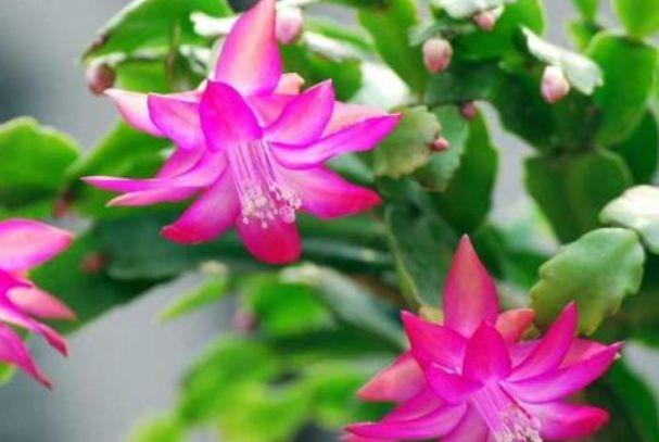 “秋季最火小花”蟹爪兰,花开爆盆,成簇开放,可以说是养花必备