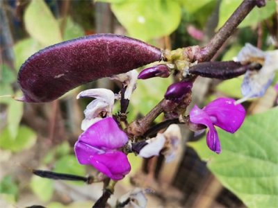 ​舌尖上的回忆—眉豆