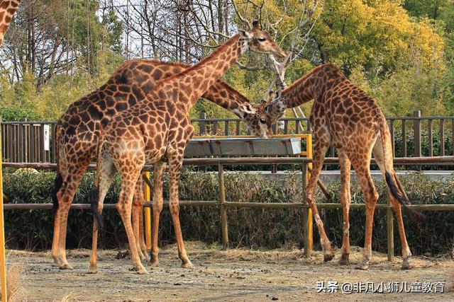 儿童节带孩子去这些地方畅玩吧（这十个适合带孩子去的亲子场所）(3)