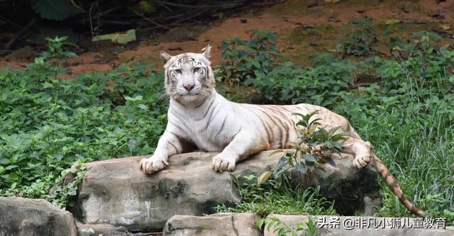 儿童节带孩子去这些地方畅玩吧（这十个适合带孩子去的亲子场所）(4)