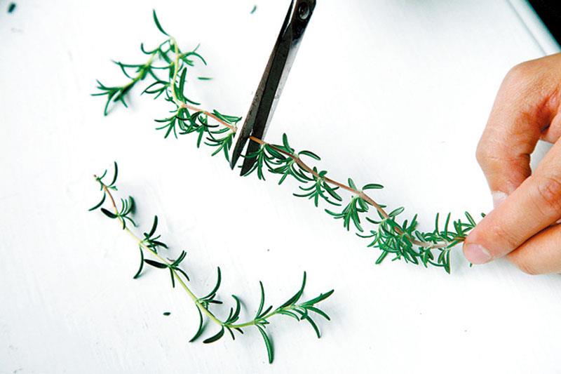 盆栽香草怎么养