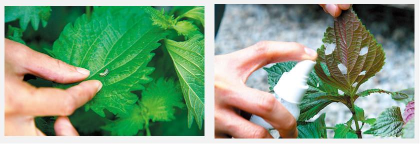 盆栽香草怎么养