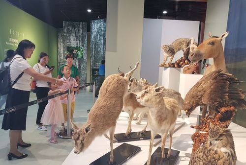 动植物标本怎么做哦大概需要多长时间啊有没有什么好看的小制作啊