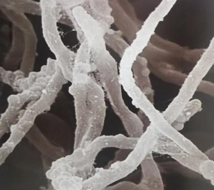 道路养护材料—木质素纤维