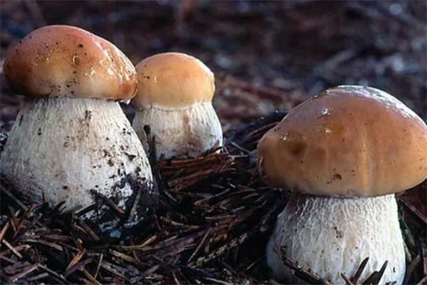 牛肝菌可以炖鸡汤吗 牛肝菌炖鸡汤的做法