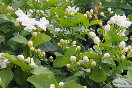 茉莉花为什么花骨朵都掉了(图2)