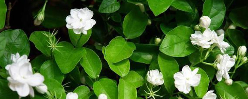 茉莉花为什么花骨朵都掉了(图1)