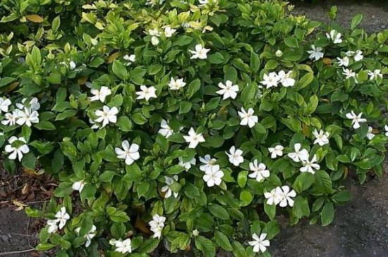 茉莉花为什么花骨朵都掉了(图3)