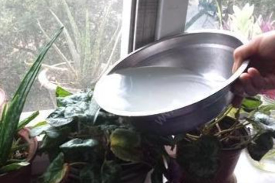 牛奶可以浇花吗?适合哪种花呢?(图2)