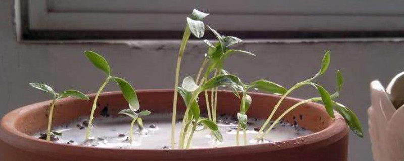 牛奶可以浇花吗?适合哪种花呢?(图1)