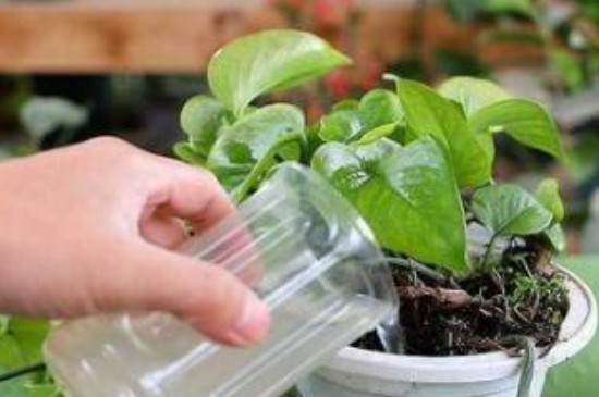 牛奶可以浇花吗?适合哪种花呢?(图3)