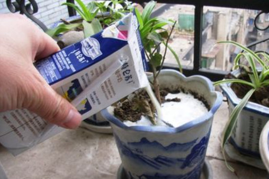 牛奶可以浇花吗?适合哪种花呢?(图4)