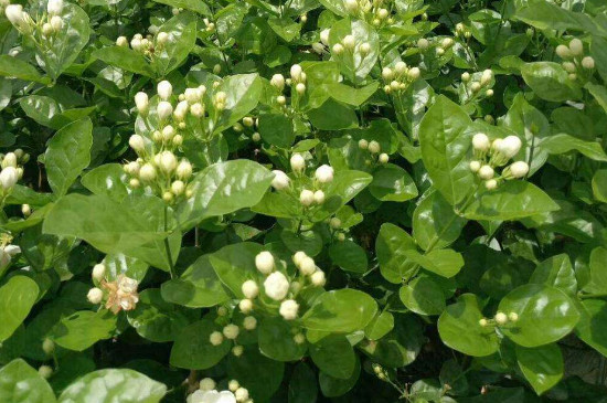 茉莉花耐寒吗(图3)