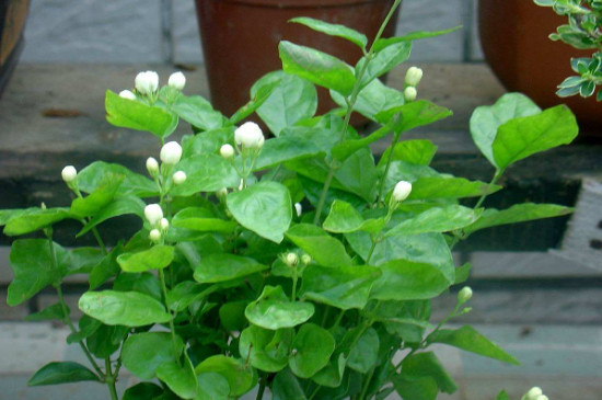 茉莉花耐寒吗(图4)