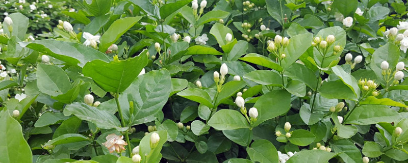 茉莉花耐寒吗(图1)