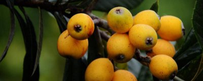 ​枇杷膏应该怎么熬 枇杷膏用什么熬的