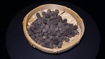 ​南方的山中野果（稔子）