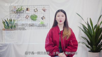 ​动物貉子的图片 貉子毛的图片