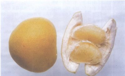 ​文旦是什么中药,蜜柚和文旦的不同点是什么