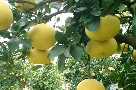 文旦是什么中药,蜜柚和文旦的不同点是什么图4