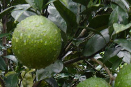 文旦是什么中药,蜜柚和文旦的不同点是什么图3