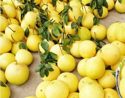 文旦是什么中药,蜜柚和文旦的不同点是什么图6