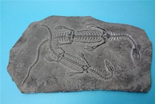 化石形成的过程,化石是怎样形成五个过程图3