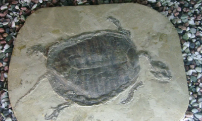 ​化石形成的过程,化石是怎样形成五个过程