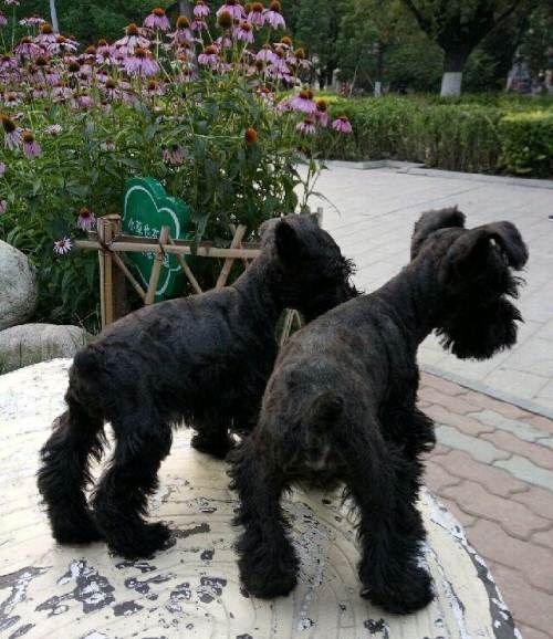 雪纳瑞掉毛吗好养活吗