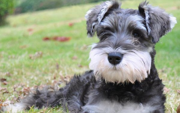 雪纳瑞掉毛体味重,雪纳瑞掉毛吗好养活吗图4