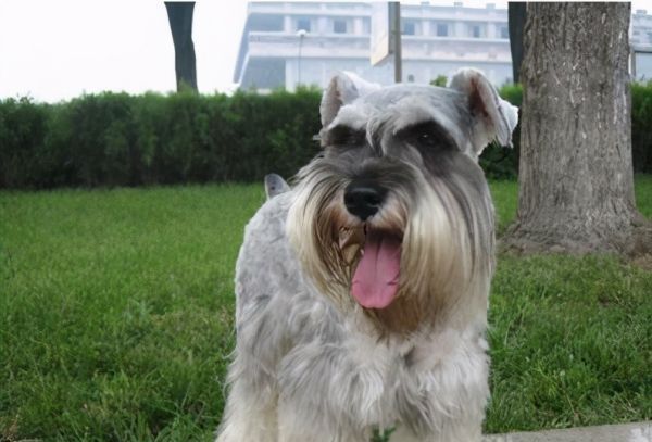 雪纳瑞掉毛体味重,雪纳瑞掉毛吗好养活吗图5