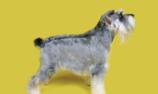 雪纳瑞掉毛体味重,雪纳瑞掉毛吗好养活吗图10