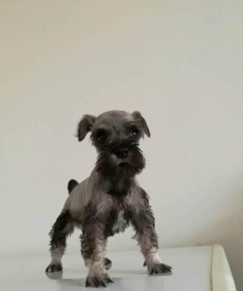 中型犬不掉毛无体味的狗排名贵宾犬