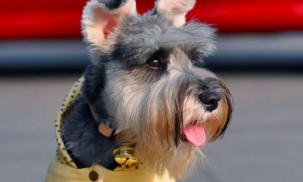 雪纳瑞掉毛体味重,雪纳瑞掉毛吗好养活吗图8