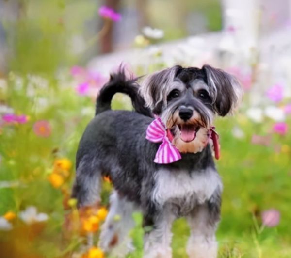 雪纳瑞掉毛体味重,雪纳瑞掉毛吗好养活吗图9